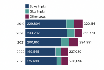Female pig breeding herd 2023